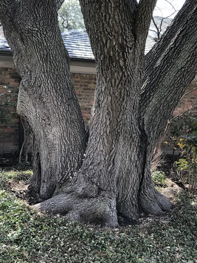 Mature heritage tree close to a Cashton property cared for by certified arborists